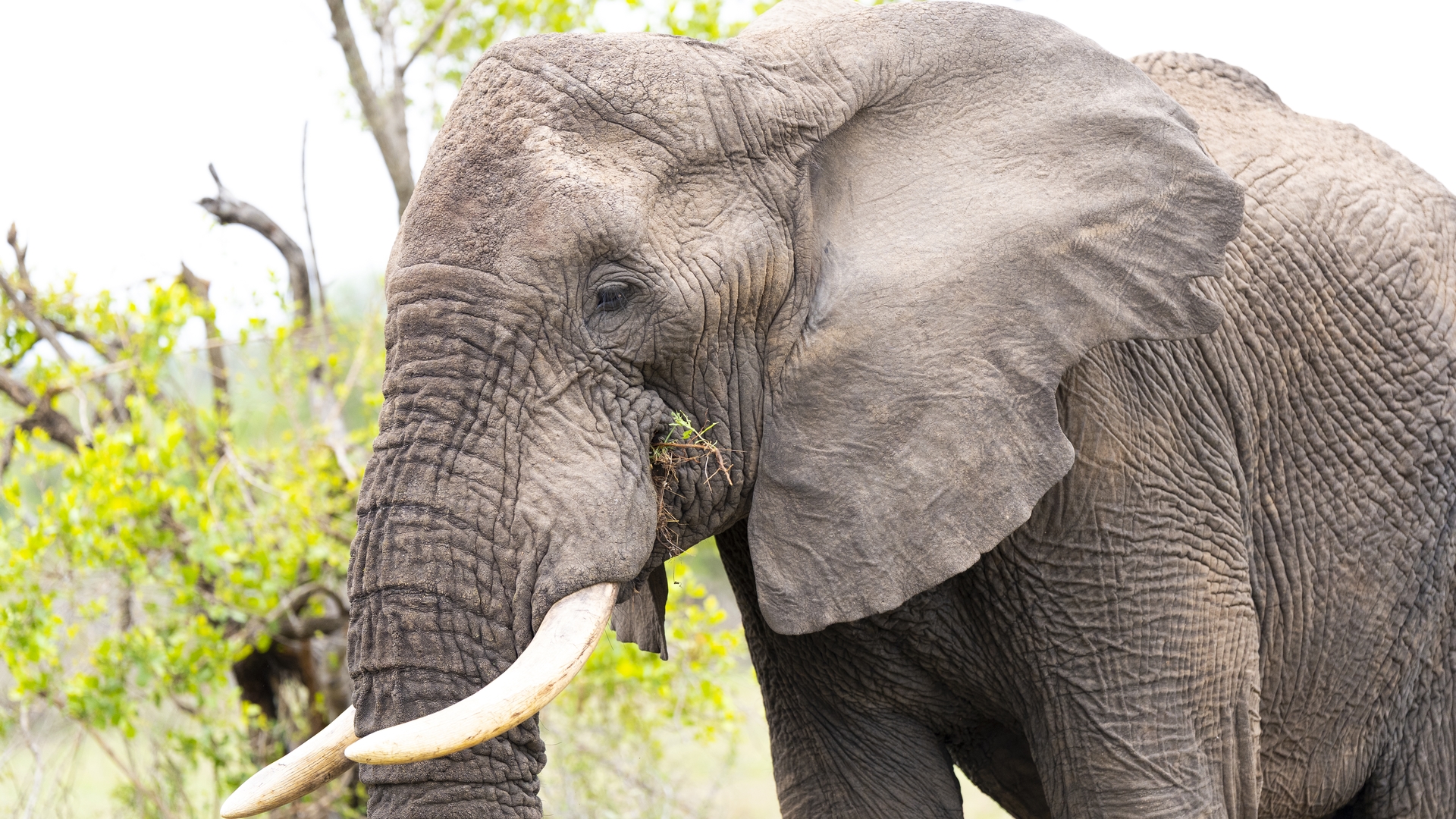 Kruger25 2025 10 31 08 16 41 ILCE 9M3 1327